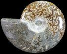 Polished, Agatized Ammonite (Cleoniceras) - Madagascar #54532-1